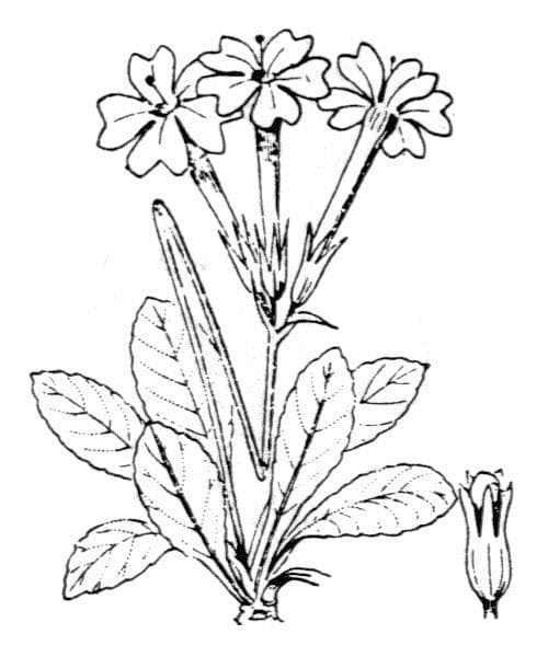 Primula di Haller 15