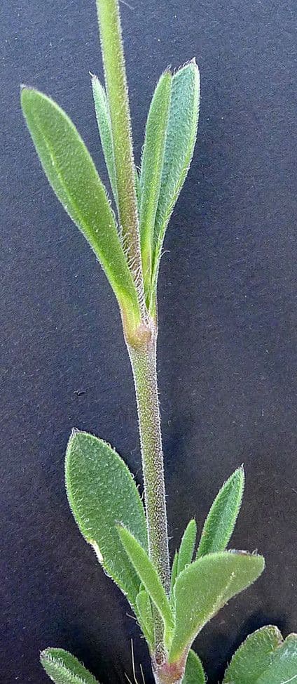 Mediterranean catchfly 23