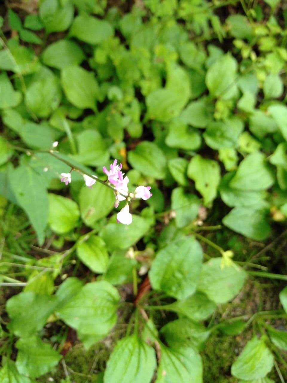 Hylodesmum