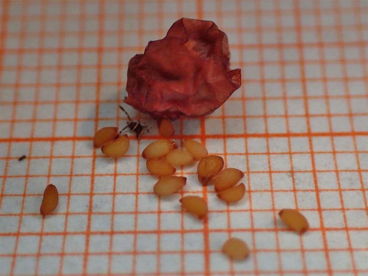 Borówka brusznica 29