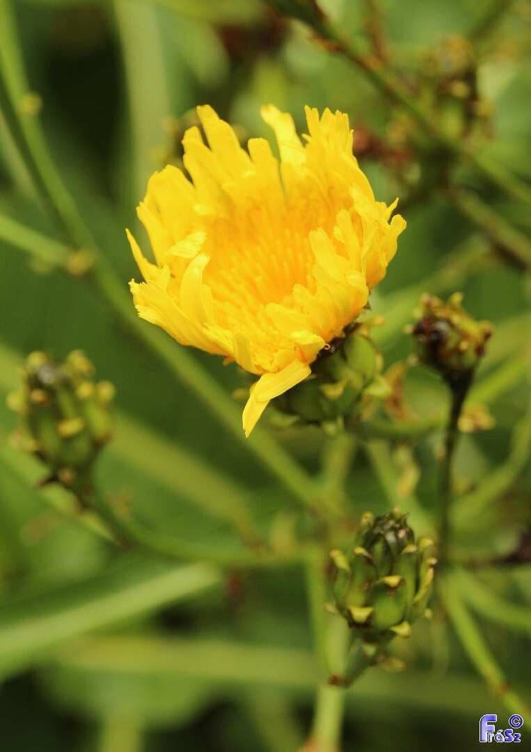 Strauchdistel 5