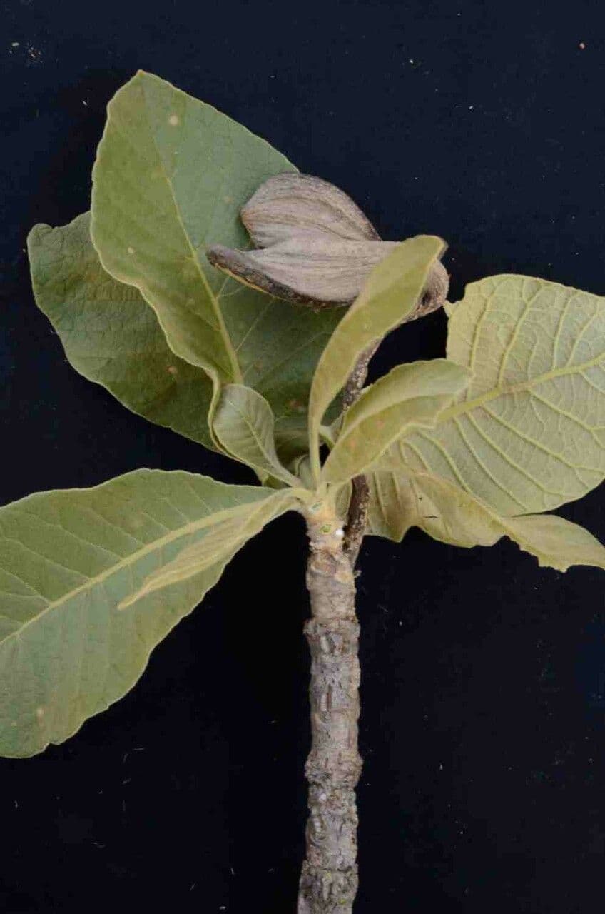 Aspidosperma tomentosum 8