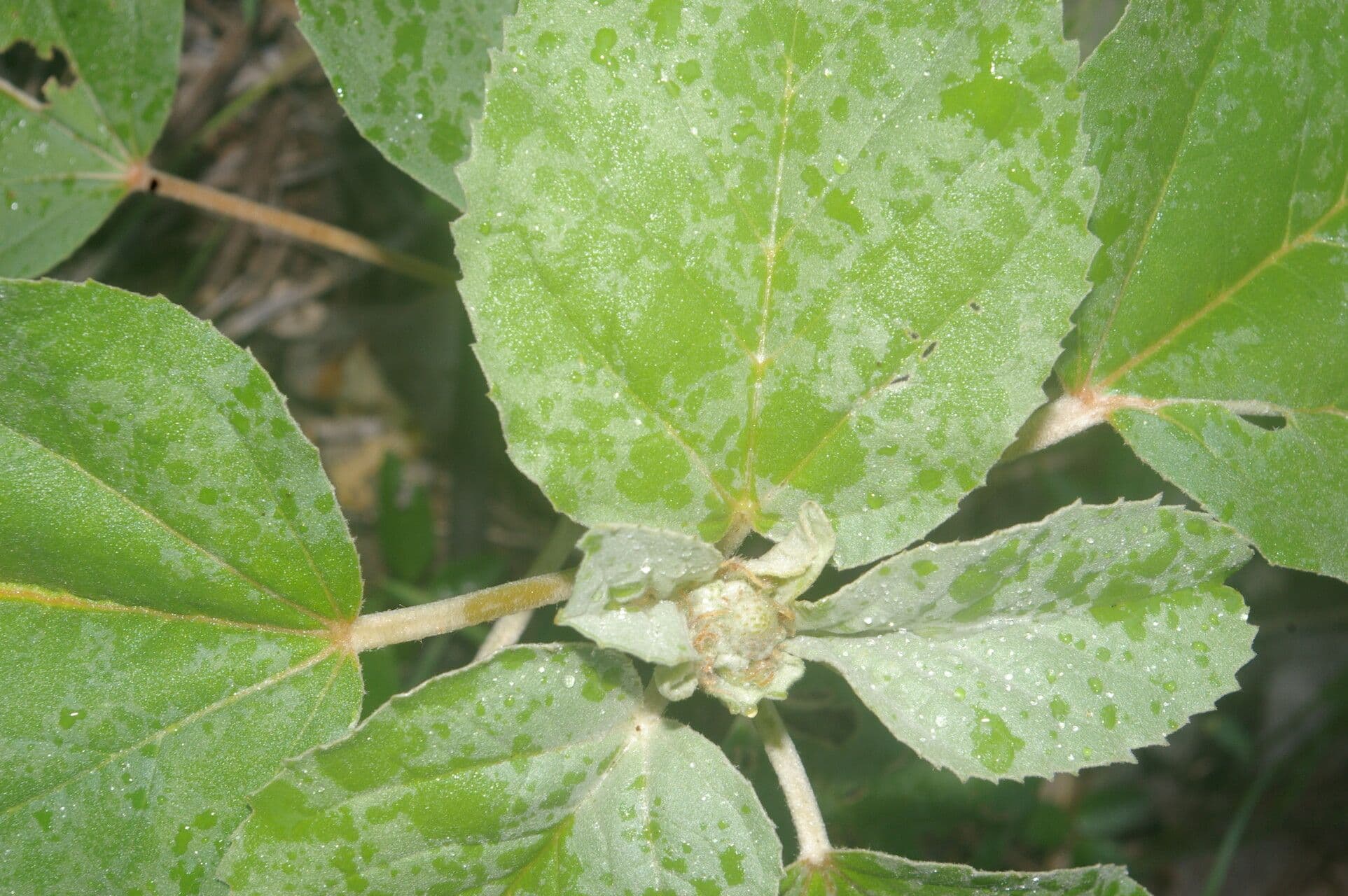 Croton argentato 6