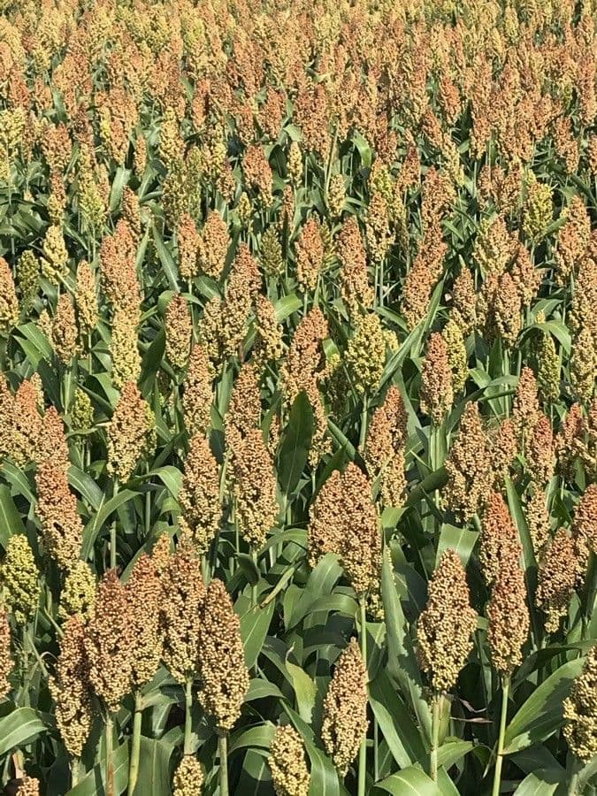 Sorgo 8