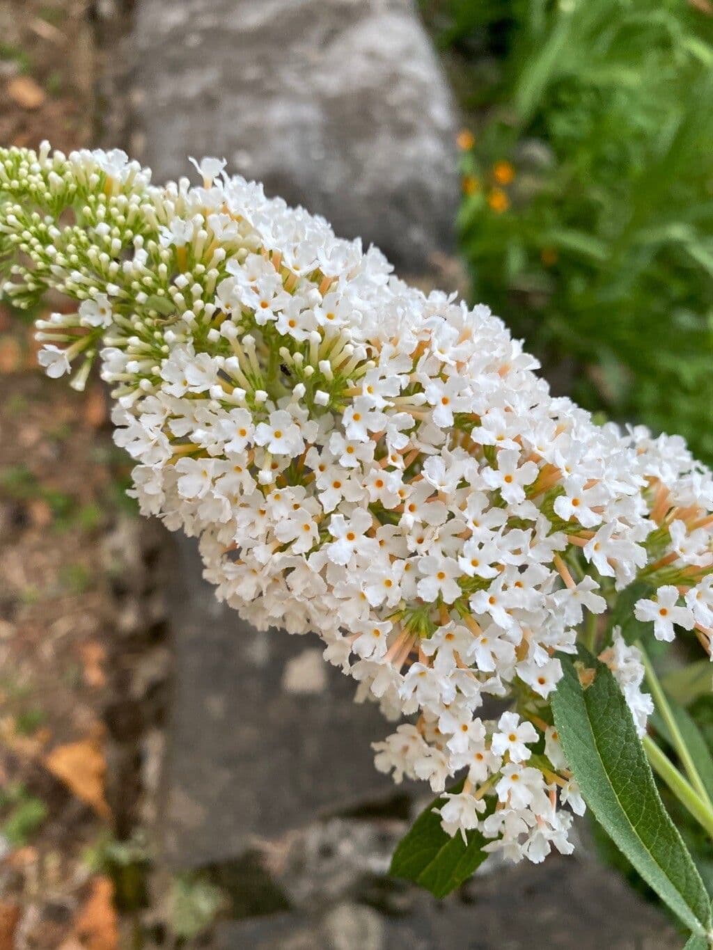 Buddleja 4