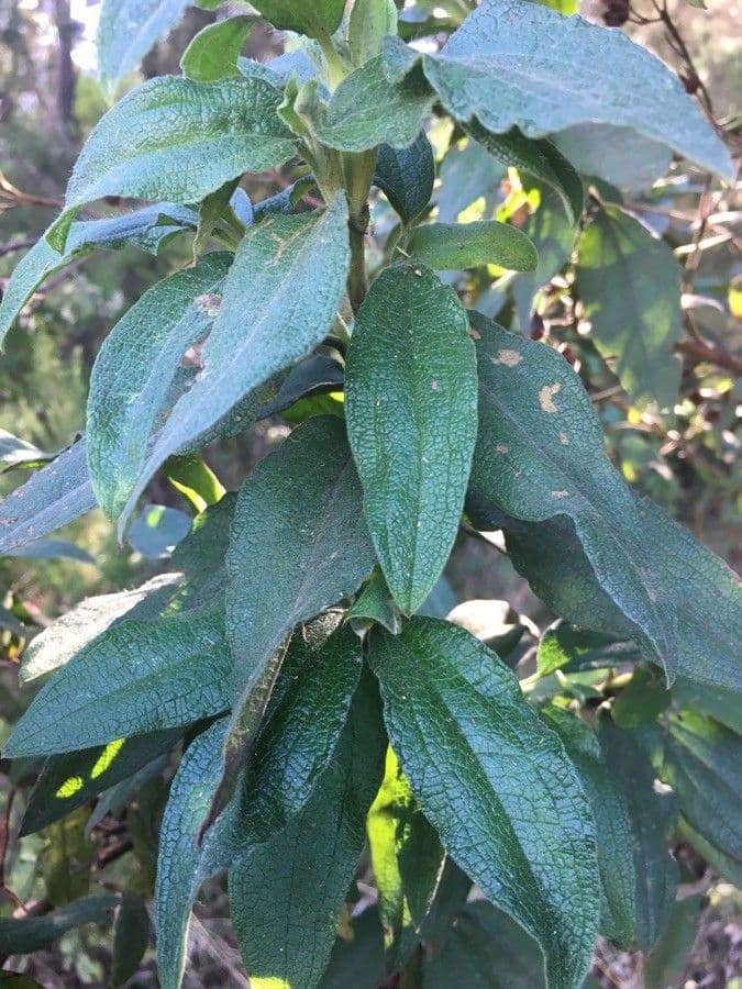 Cistus 16