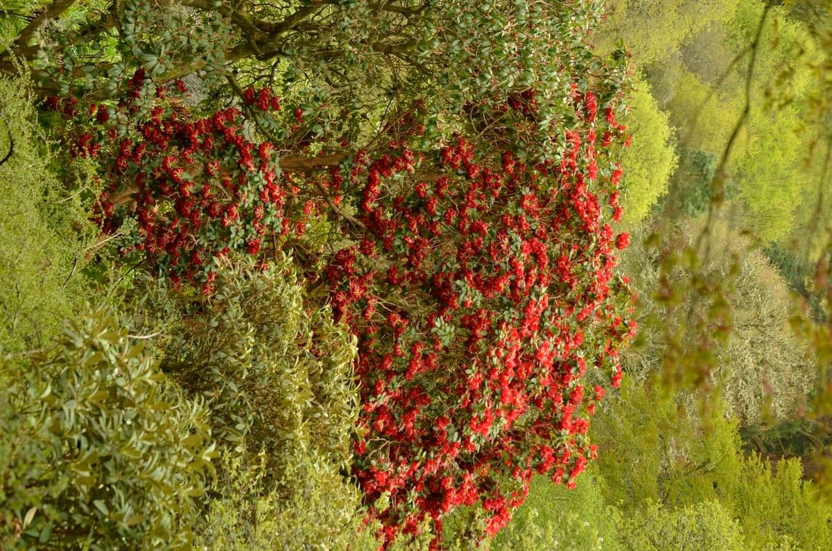 Rododendro 10