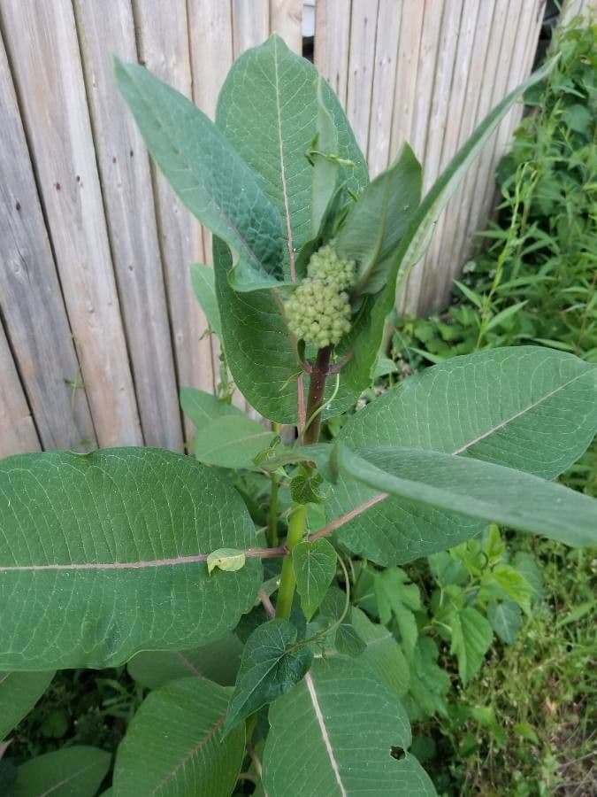 Asclépiade à fleurs vertes 20