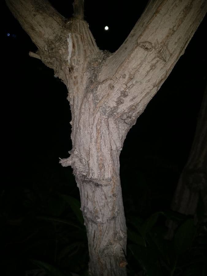 Ixora 25