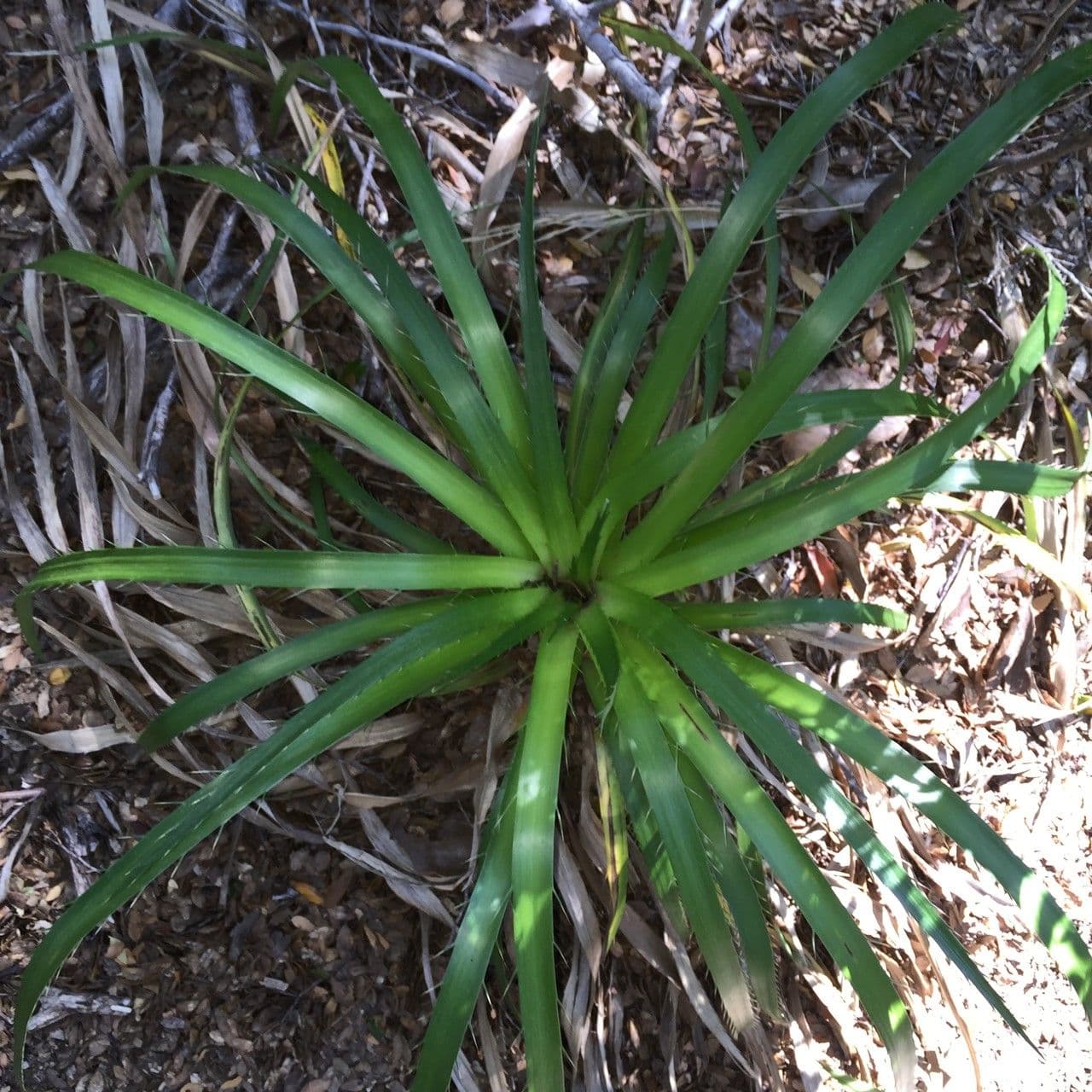 Panicaut paniculé 4