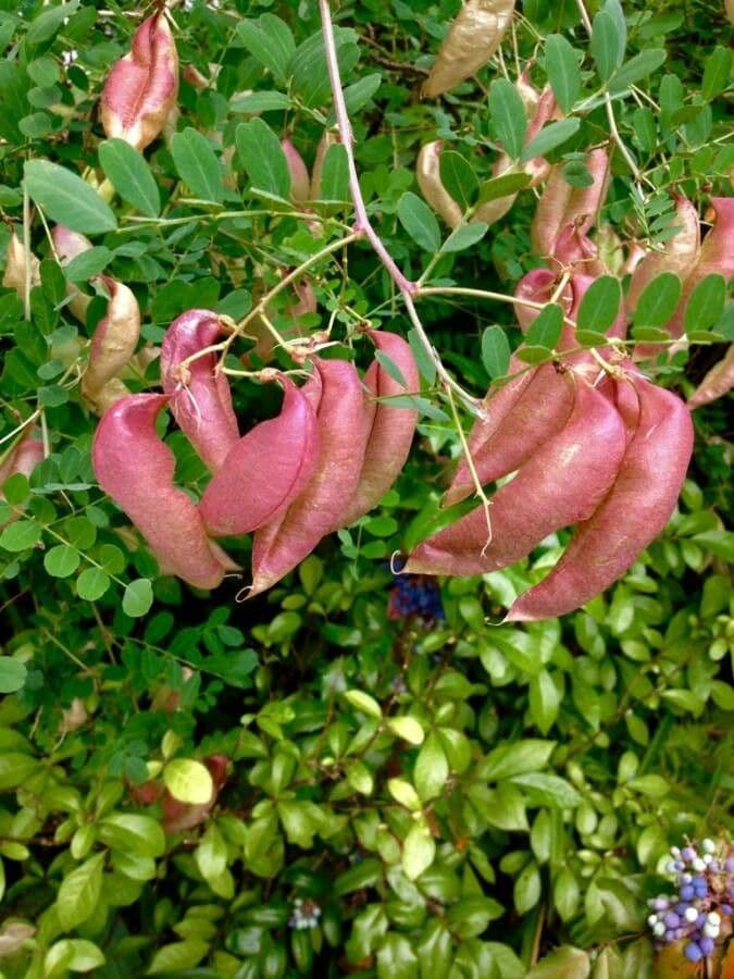 Vesicaria 4