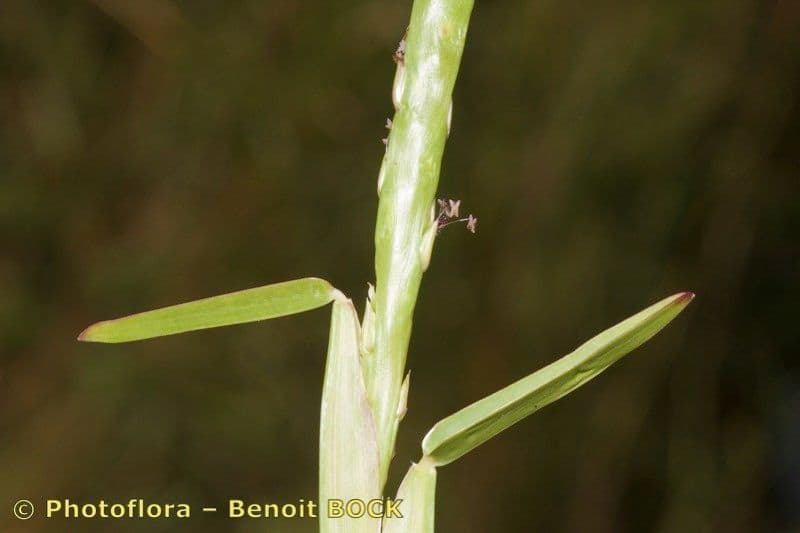 Erba pimento 23