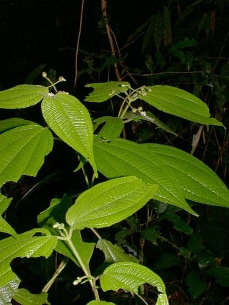 Miconia 17