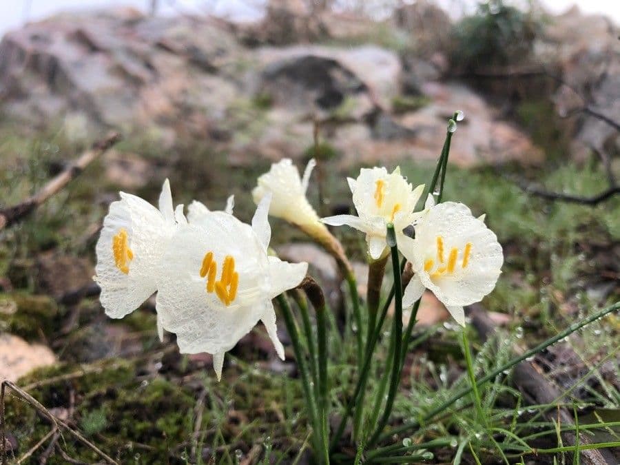 Narciso tazetta 10
