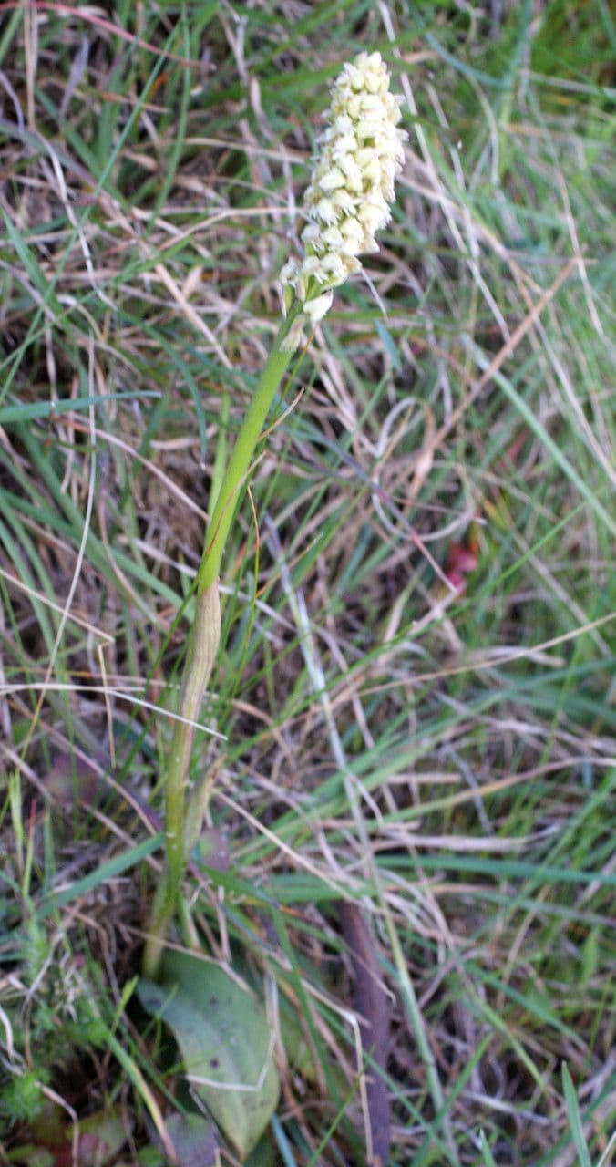 Orchidea maculata 11