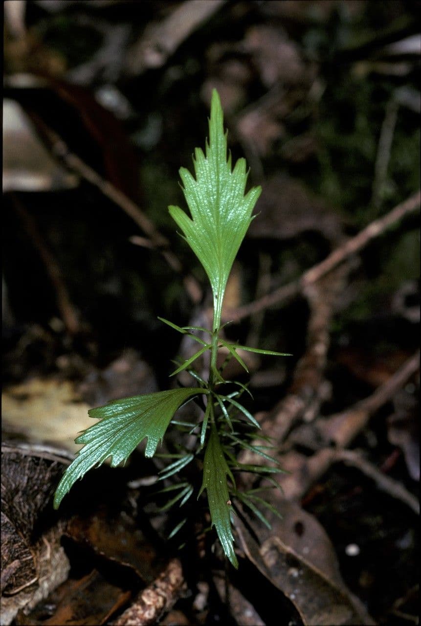 Fylokladus celery