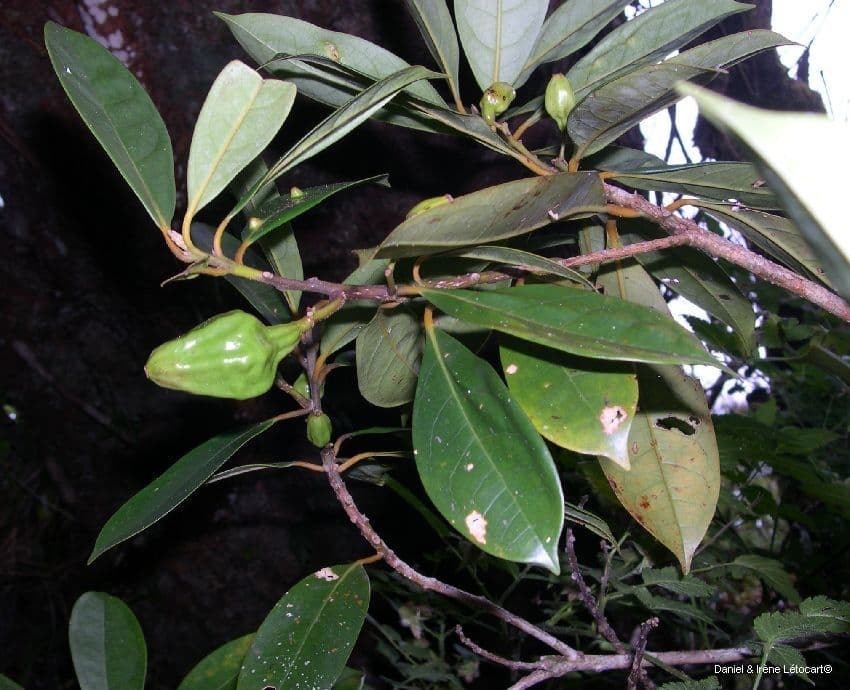 Cryptocarya 7
