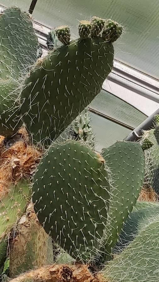 Opuntia pilifera 8