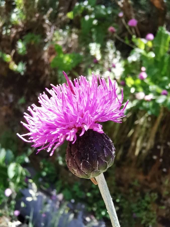 Breitblättrige Distel 3