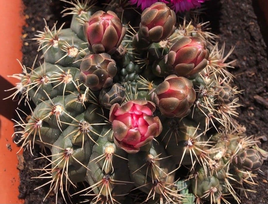 Cactus 3