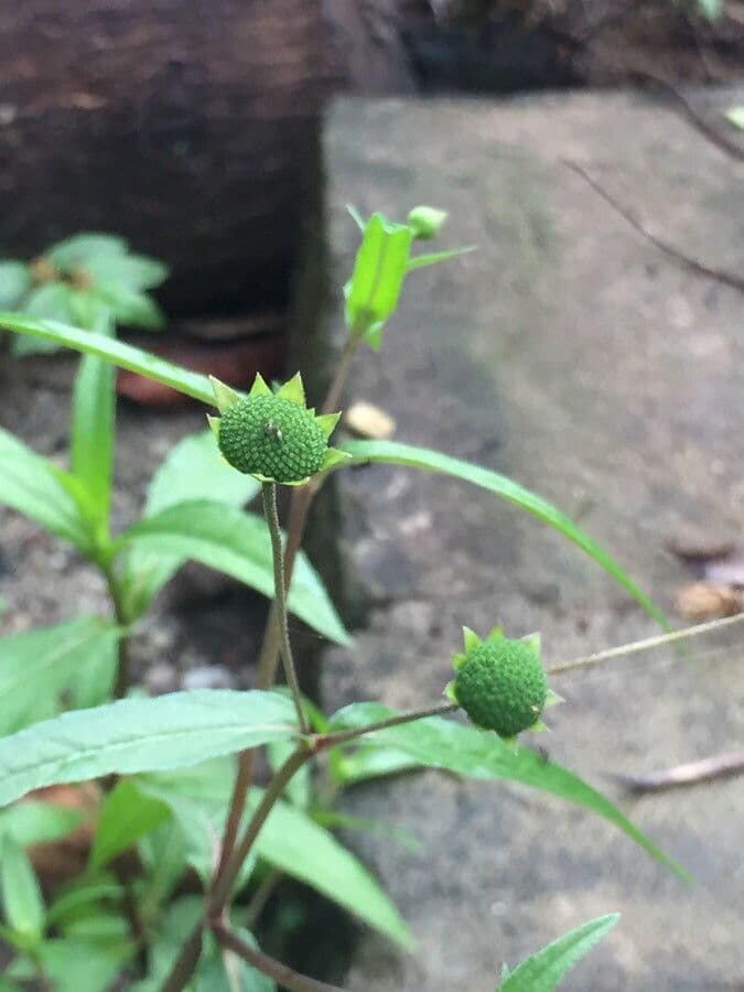Eclipta 28