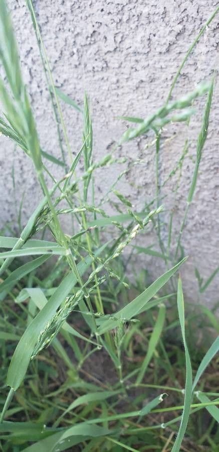 Aufrechte Ehrharta