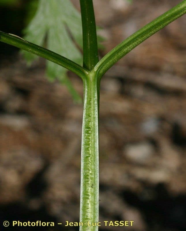 Pleurospermum austriaco 23