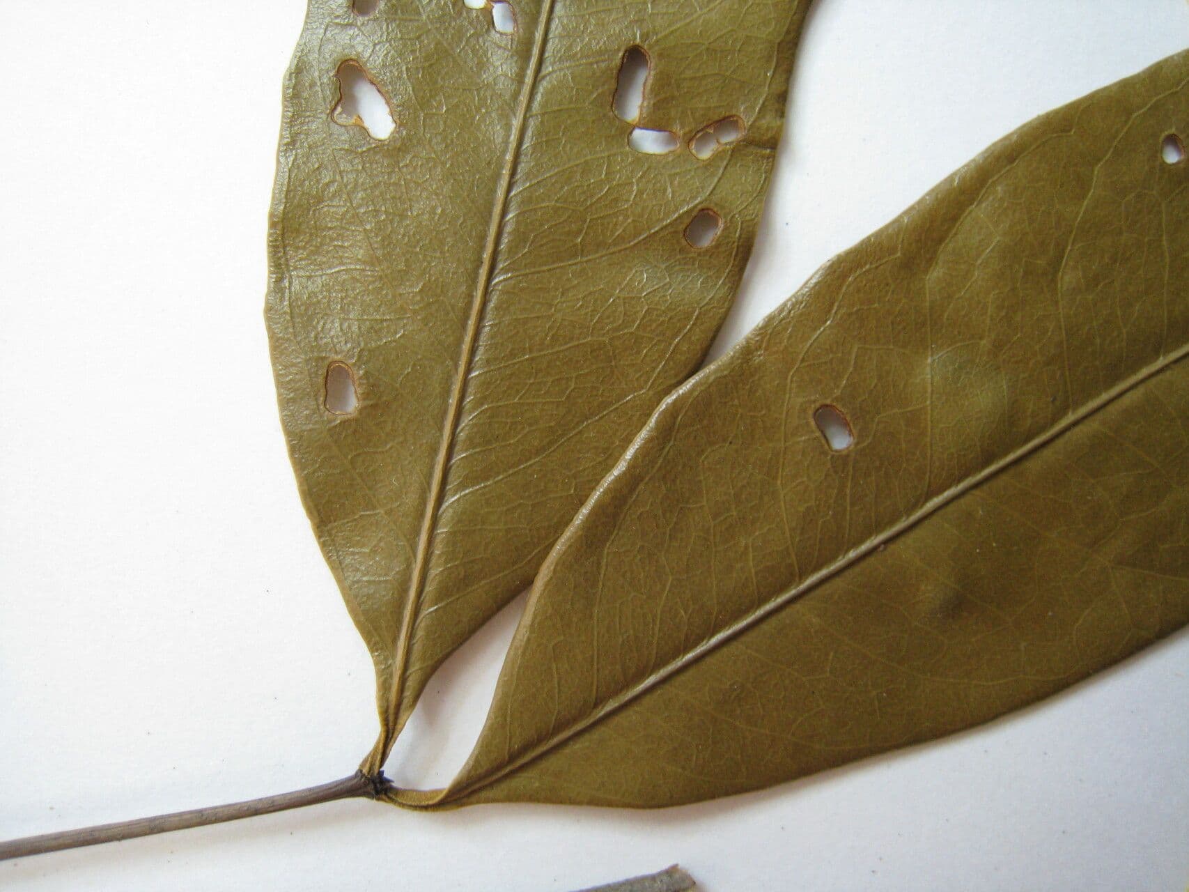 Tontelea 2