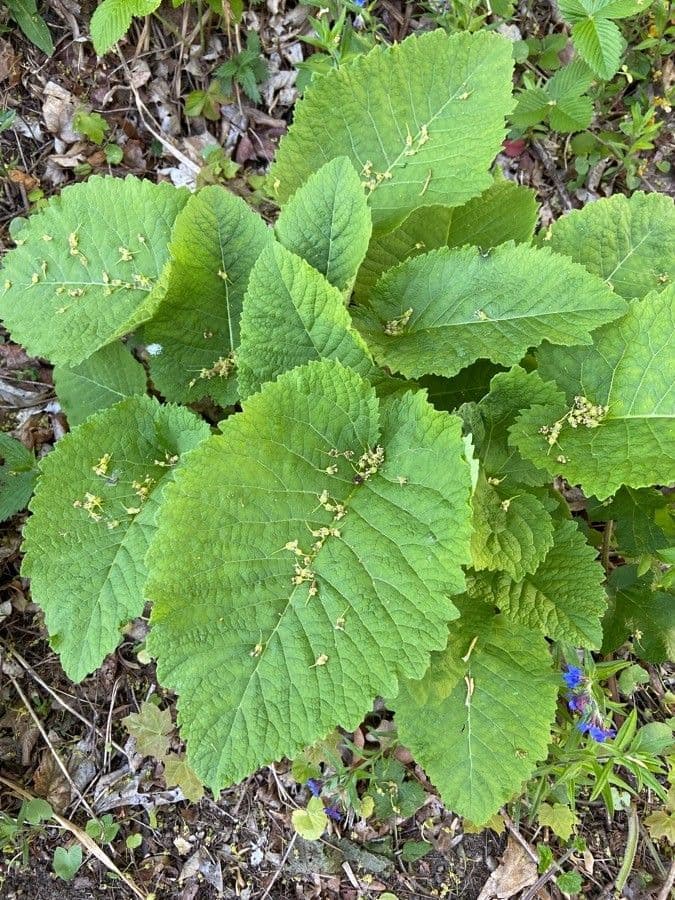 Inula 12