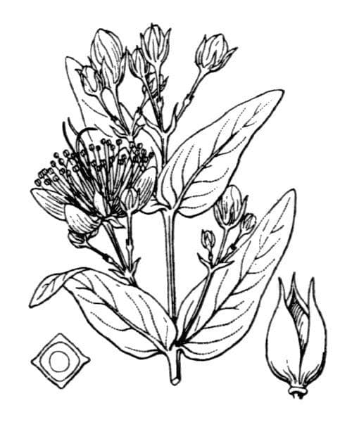 Corazón de San Juan 30