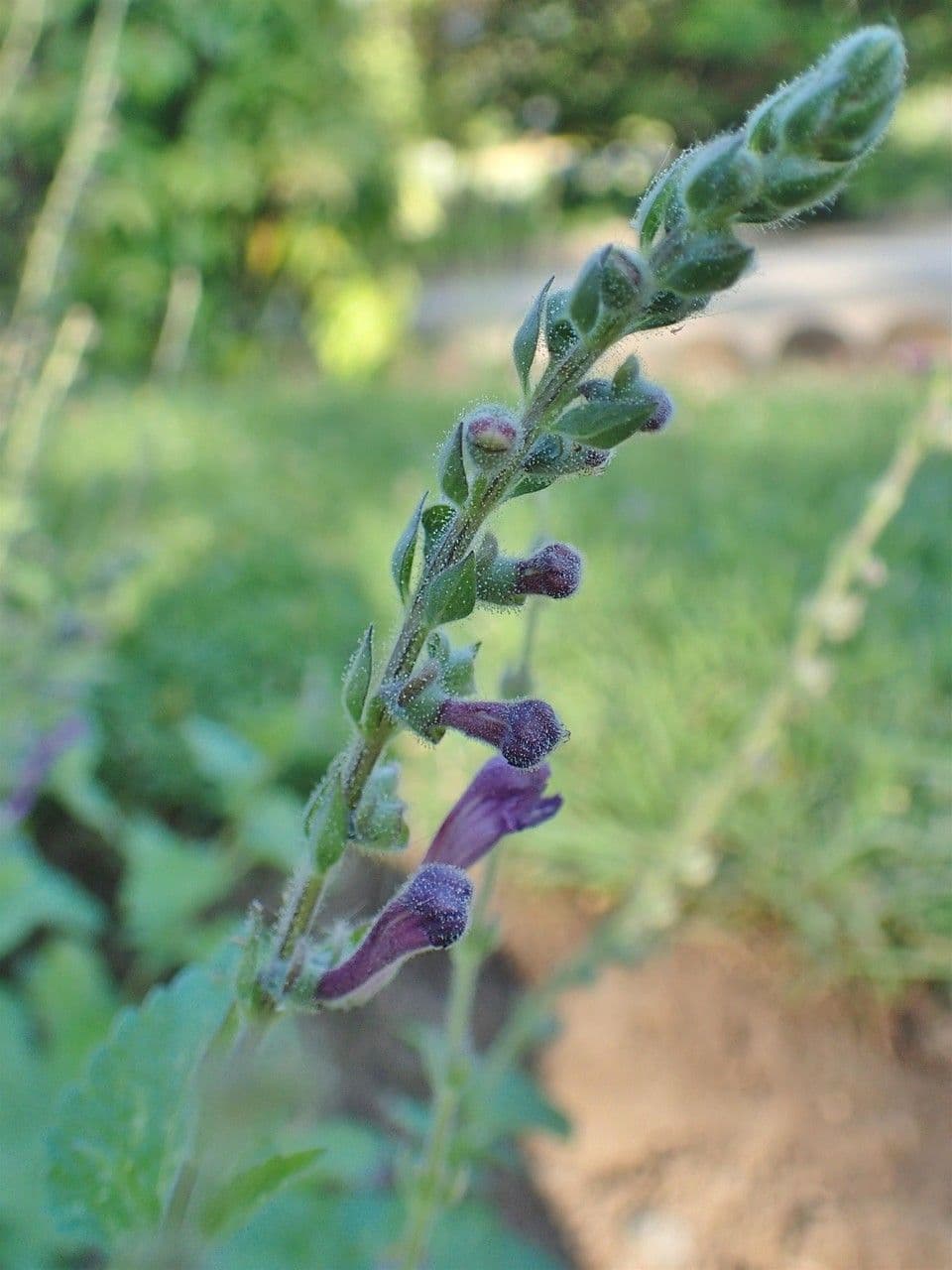Tarczyca Columny 13