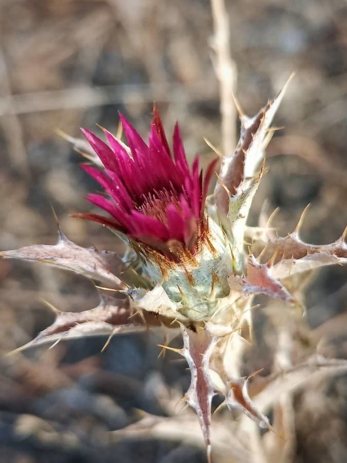 Carlina lanata 7