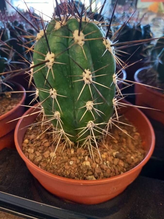 Cactus stuzzicadenti 10