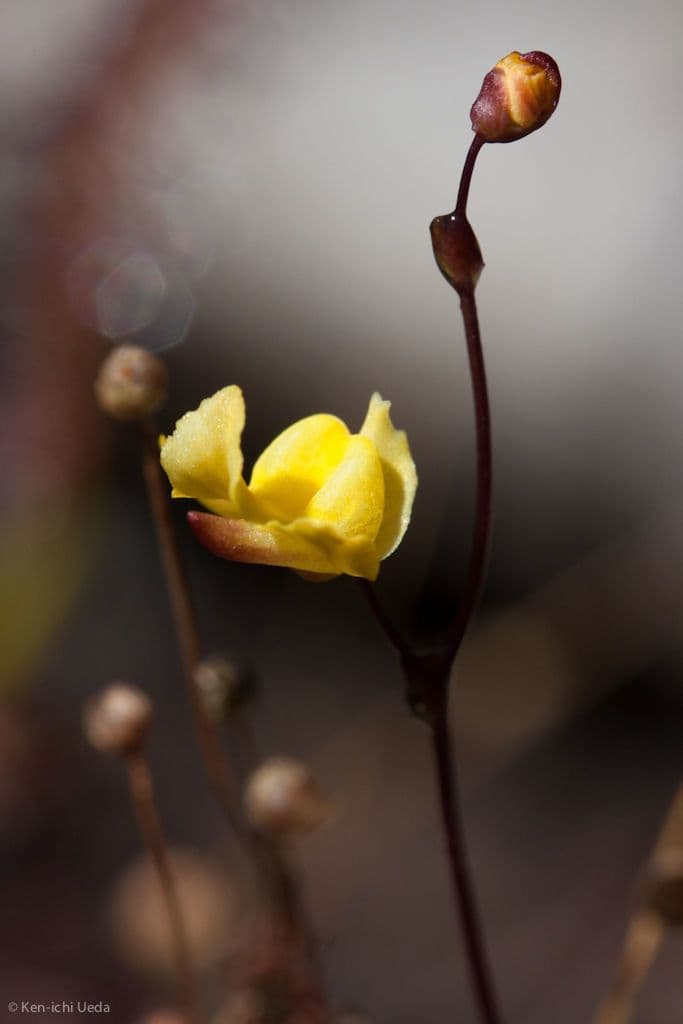 Utricularia subulata 3