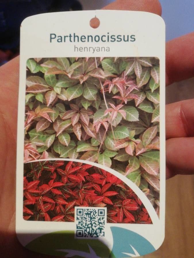 Chinesischer Jungfernwein 4