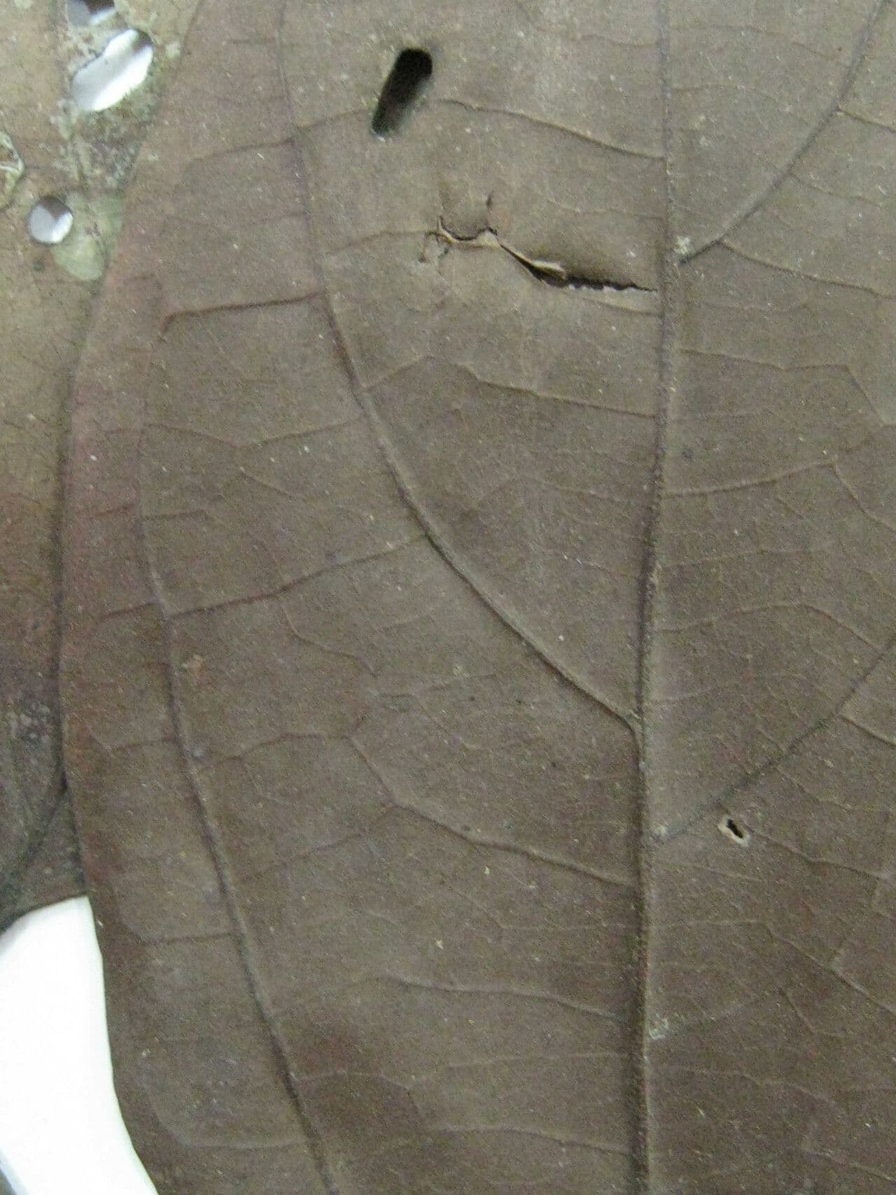 Ocotea 8