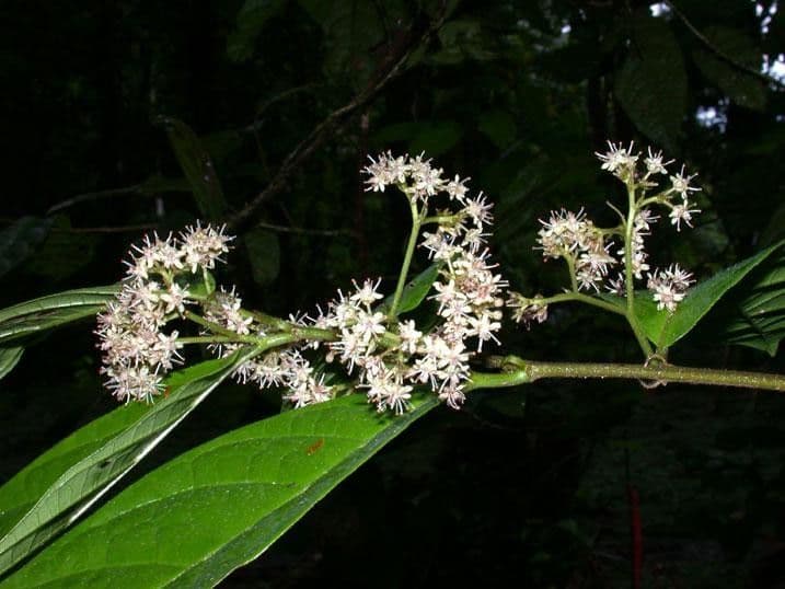 Dichapetalum 12