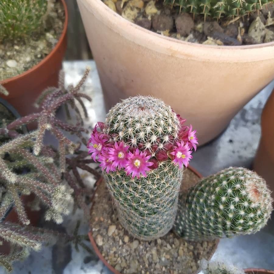 Mammillaria di Matuda 2