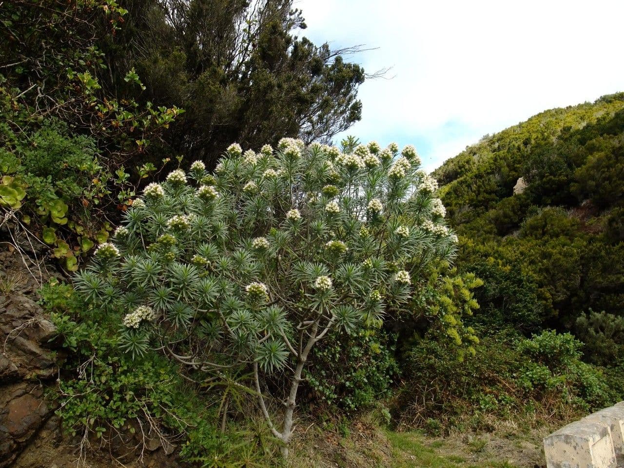 Echio gigante 8