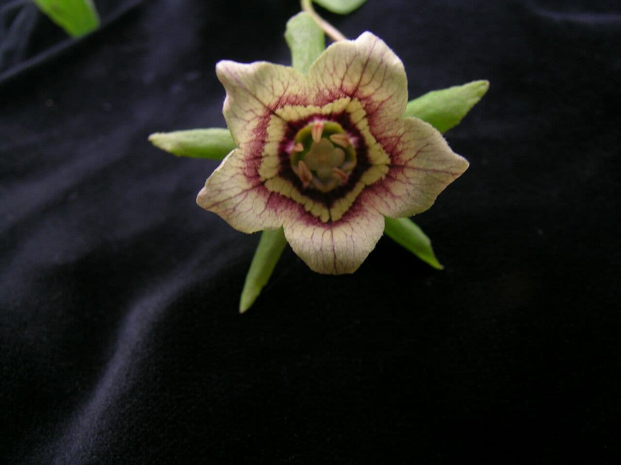 Codonopsis 2