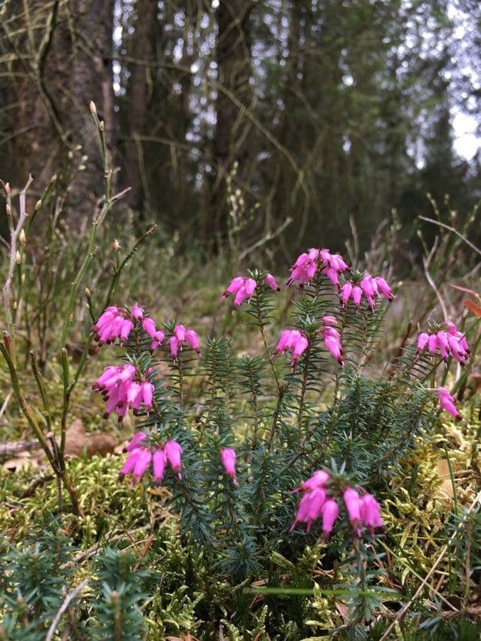 Glocken-Heide 13