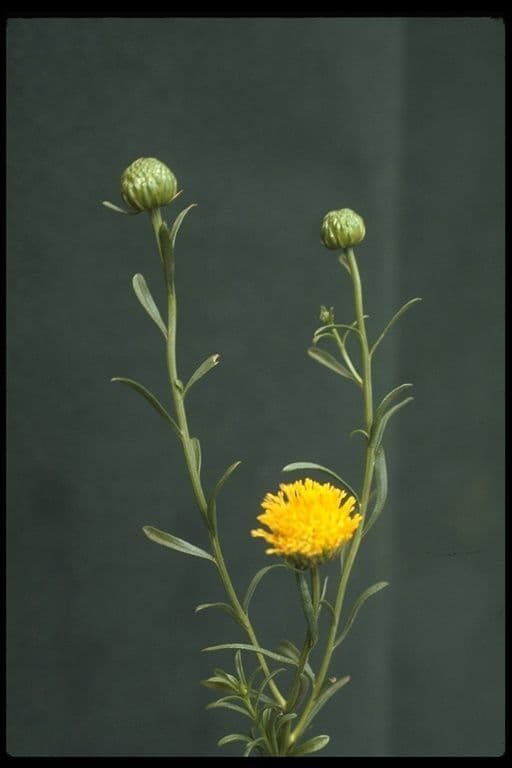 Gelber Aster 2