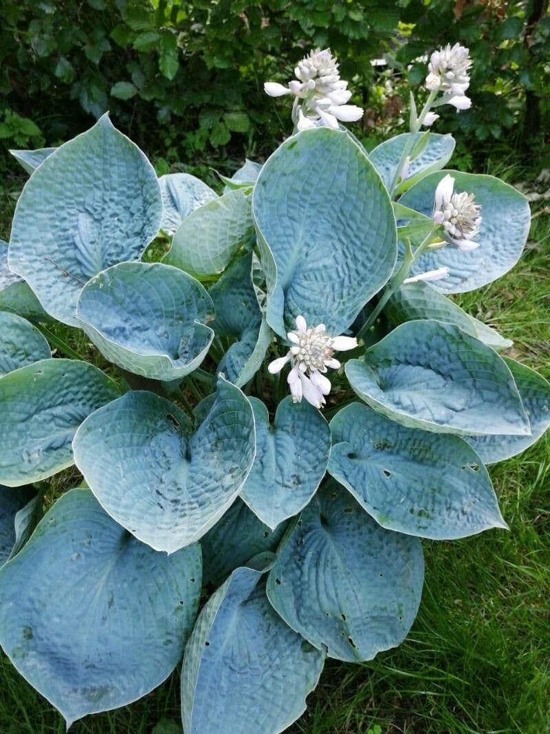 Hosta 3