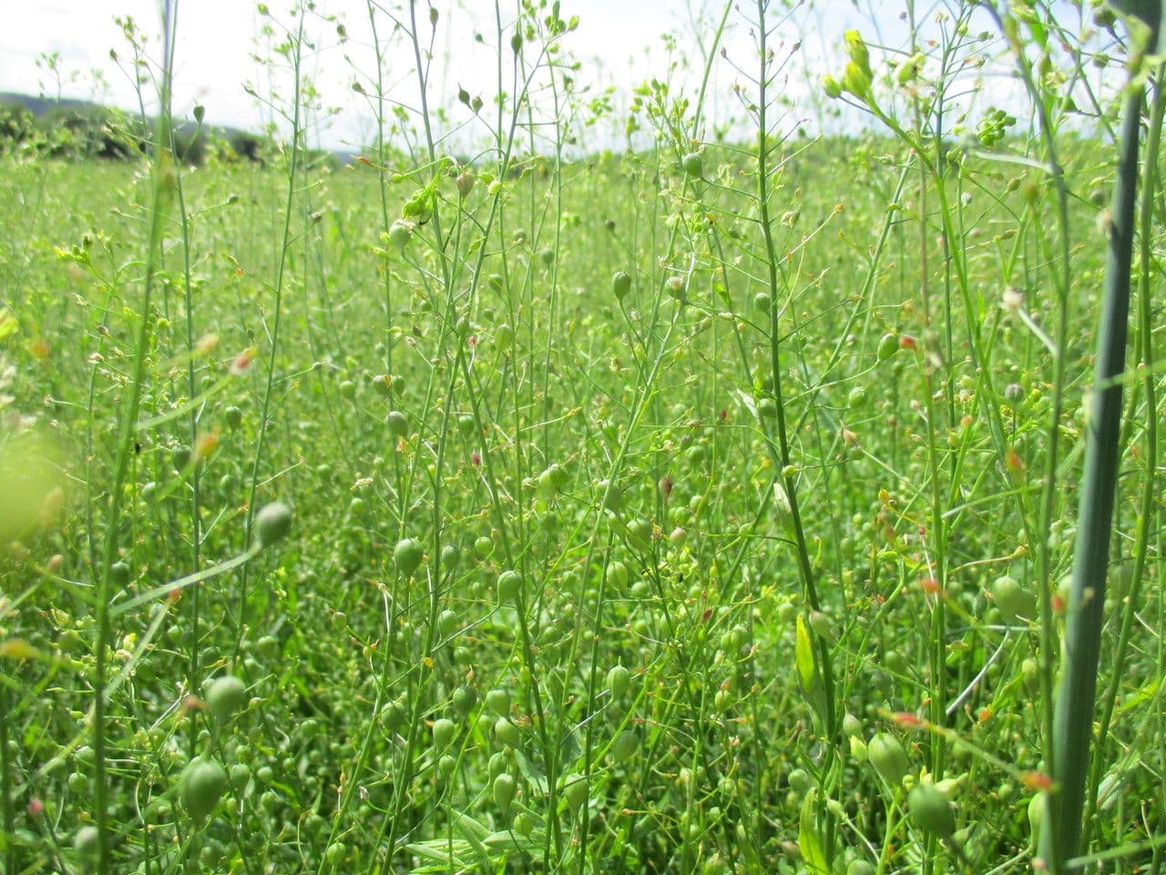 Camelina 12
