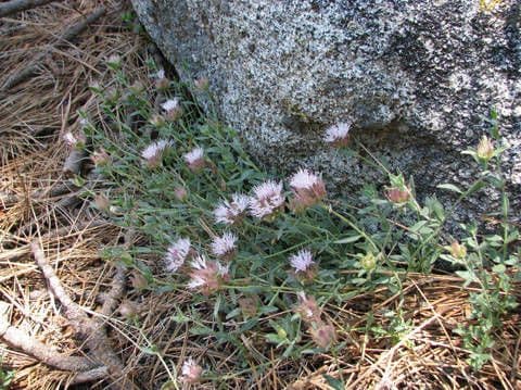 Monardella 2