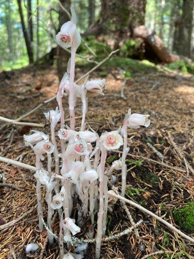 Ipopitide uniflora 6