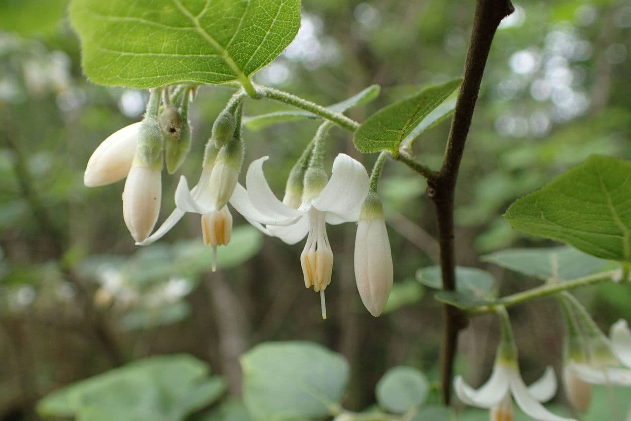 Styrax americký 3