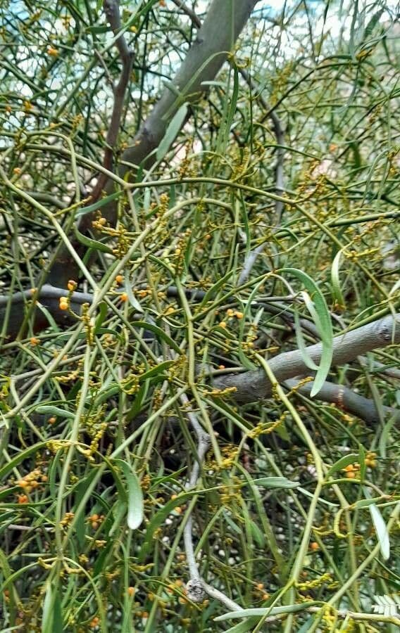 Phoradendron 2
