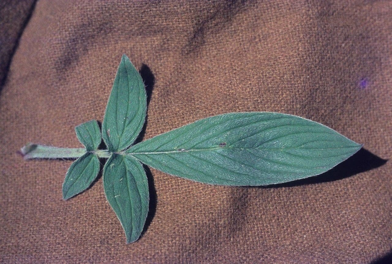 Fácelie 15