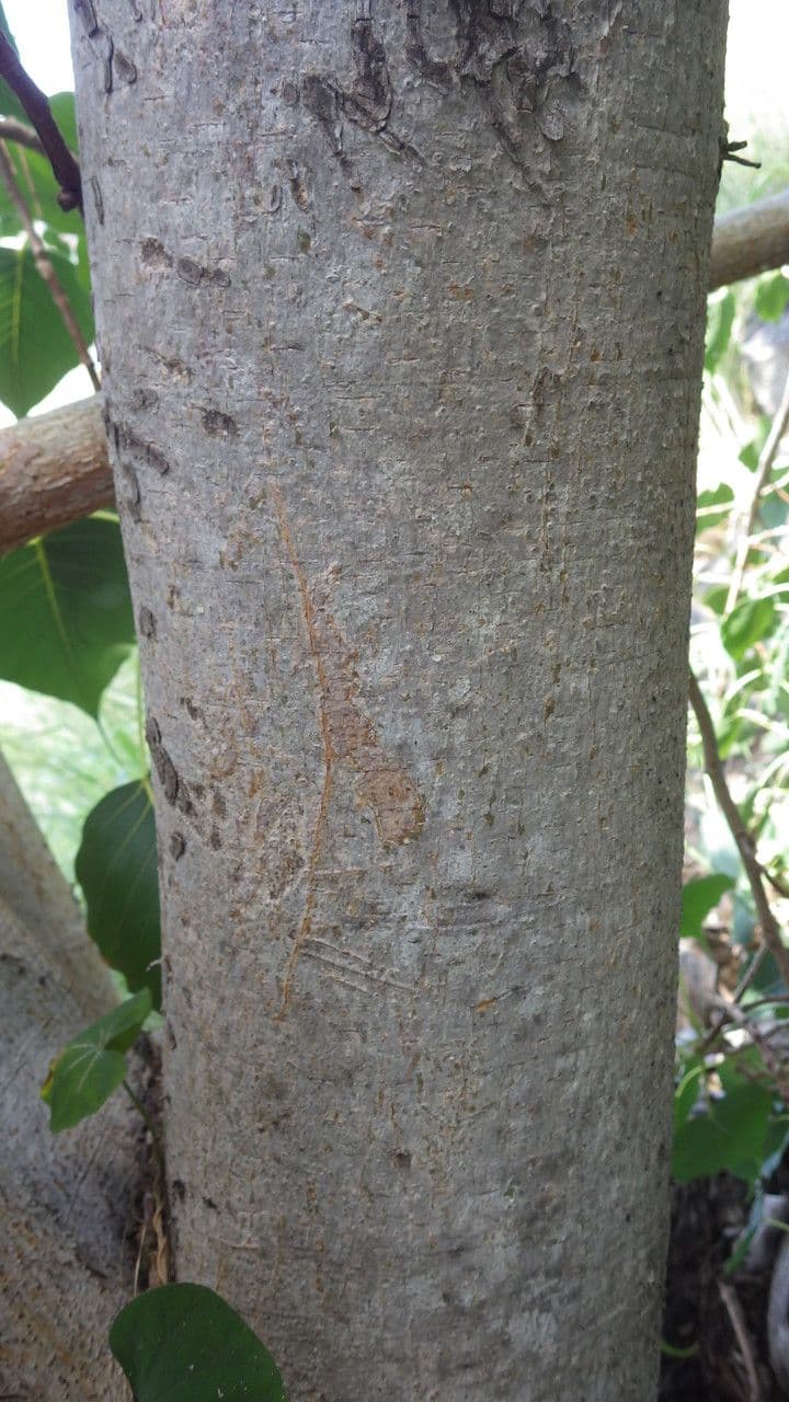 Cordia myxa 22